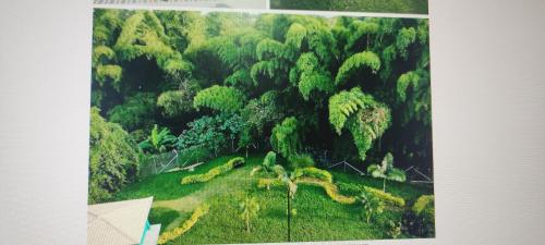 una vista aérea de un frondoso bosque verde en Apartamento de verano cerca al parque del café en La Tebaida