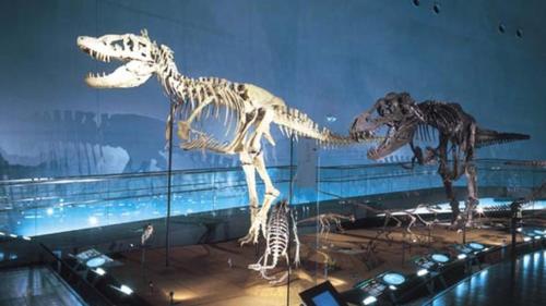 two skeletons of dinosaurs on display in a museum at Kyukamura Echizen-Mikuni in Sakai