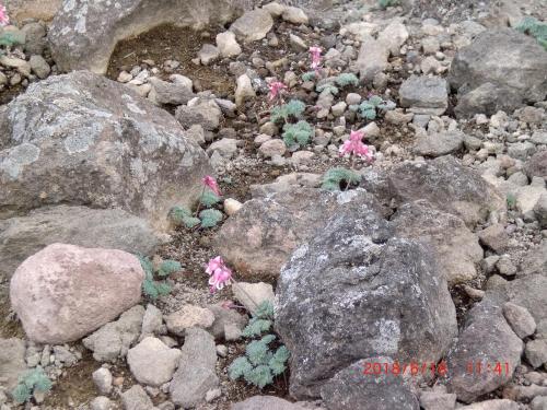 a bunch of rocks with pink flowers on them at ゲストハウス陽だまりの宿 in Tomi