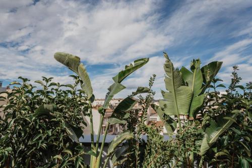a bunch of banana trees in front of a sky at Petit Luxe Volta ÀTIC in Terrassa