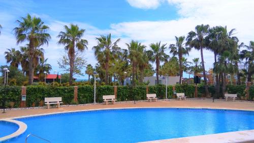 a swimming pool with benches and palm trees at ACV Primera Línea in Oropesa del Mar