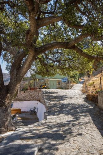 a tree and a bench under a tree at Panorama in Symi