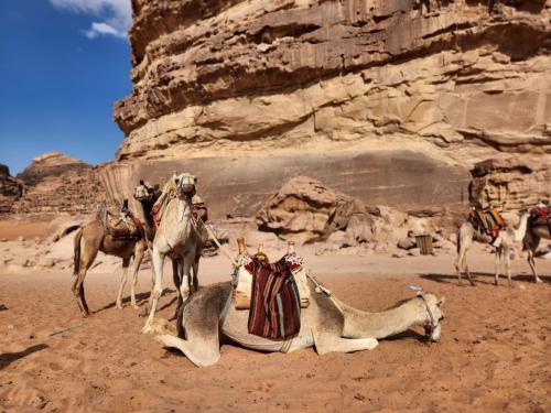 a group of camels in the desert with at White Desert Camp in Wadi Rum
