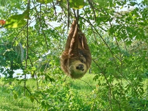 un perezoso marrón colgando de un árbol en Jungle Paunch, en Bocas Town