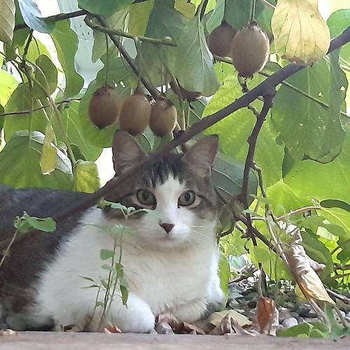 a cat is sitting under a tree at Studio in Altstadthaus in Sankt Veit an der Glan
