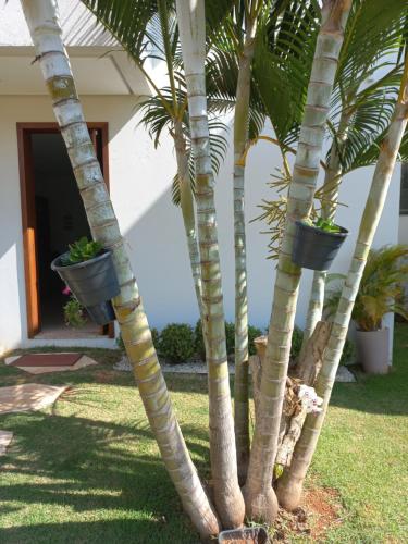 a group of palm trees in front of a house at Casa Capitolio in Capitólio