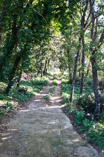 a dirt road through a forest with trees at Dream House in Piazza Armerina