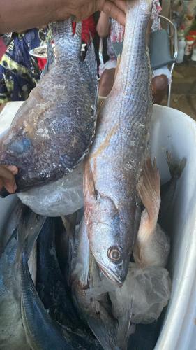two fish in a bowl with a person holding them at RÉSIDENCE MARTHA in Yaoundé