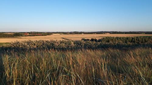 a field of tall grass with fields in the background at De Sprink - Vakantiewoning in Zoutelande