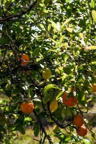 a bunch of oranges hanging from a tree at Tamworth Country Escape with a beautiful swimming pool! in Loomberah