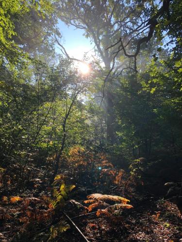a misty forest with the sun shining through the trees at La plaine de l'Angelus in Chailly-en-Bière