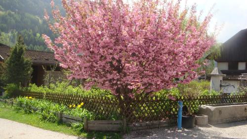 a tree with pink flowers in front of a fence at Residence Obermoarhof - Family Apartments with Pool & Playground in Vandoies