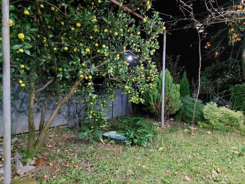 an orange tree with fruits on it in a garden at Lakeside Green Balcony Home in Tskaltubo