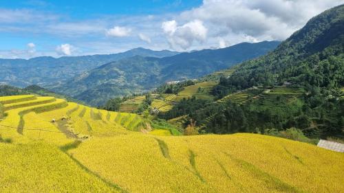an aerial view of a field with mountains in the background at Riz d'Or Ermitage - Hoang Su Phi in Hoàng Su Phì