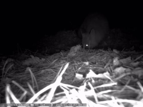 a bird sitting in the grass at night at sosnowelowe in Lamkowo