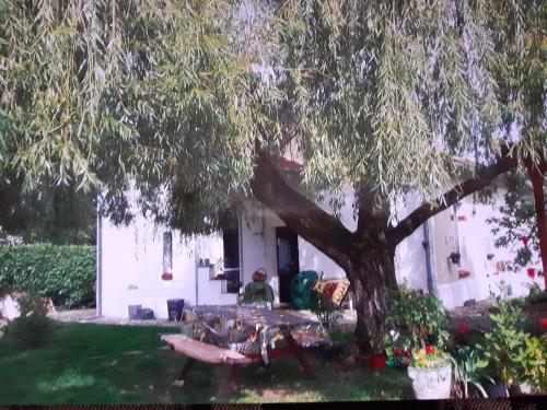 une personne assise sous un arbre dans une cour dans l'établissement Peti kaz, à Saint-Seurin-sur-lʼIsle