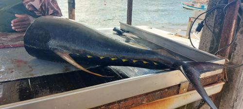 a fish is on the side of a boat at Studio "Prestige" Sainte Luce" Adult Only in Sainte-Luce