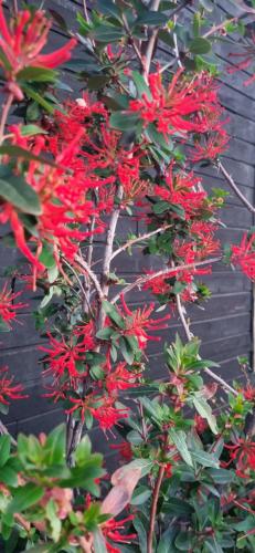 a tree with red flowers in front of a wall at Rumbo Sur Hotel in Villa O'Higgins