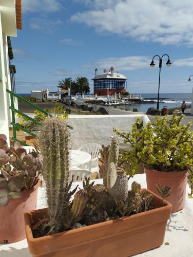 阿瑞塔的住宿－Terraza del mar，一群在阳台上盆栽的仙人掌和植物