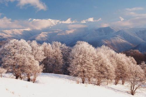 a group of trees in the snow with mountains at Къща за гости "Край Реките" in Apriltsi