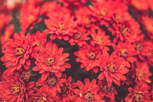 a bunch of red flowers are shown at Barbár Borbár in Szekszárd