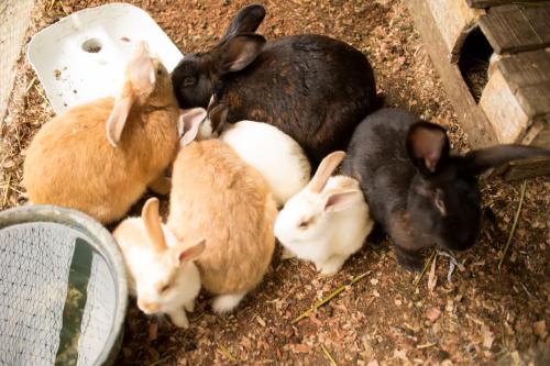 a group of rabbits laying on the ground at Finca Hotel Loma Verde in Quimbaya