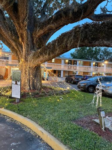 a large tree in front of a parking lot at Castillo Inn in St. Augustine