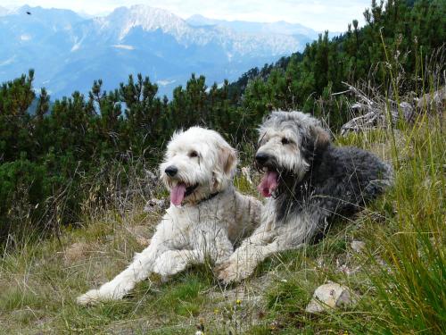two dogs laying in the grass on a mountain at nawu apartments & Restaurant in Hermagor