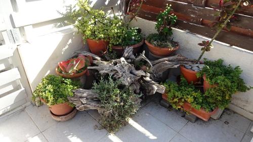 a bunch of potted plants in pots on a wall at Spyros No23 Charming Oceanview Maisonette in Meneou