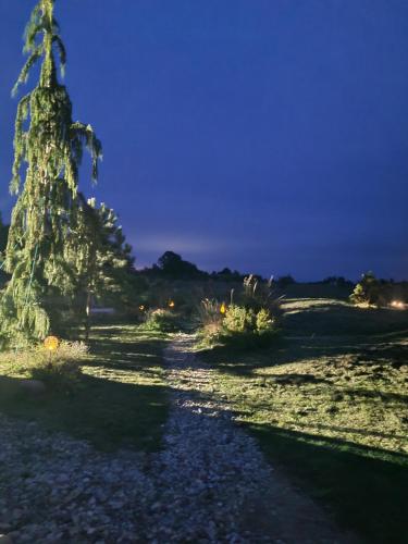 a path leading to a tree at night at Vaitų Riešutynė - Small shipping container house in Antanava