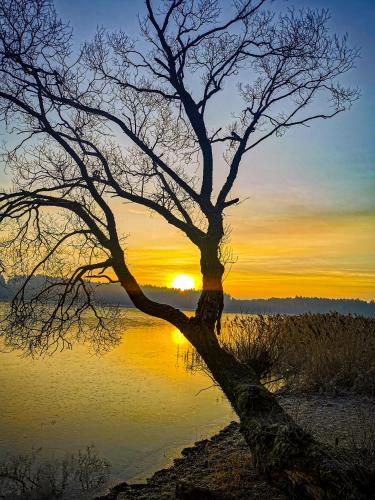 a tree in the water with the sunset in the background at Ostoja Stacze in Stacze