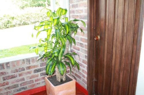 a plant in a pot next to a window at Villa La F in Guasca