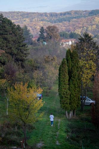 a person walking down a path in a field with trees at Holiday home Nanin konak 2 in Vrdnik