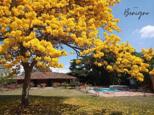 a yellow tree in a yard next to a pool at Casa Benigno muy cerca de Ginebra in Ginebra