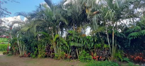 a bunch of palm trees in a garden at Jardin entre Montañas in Bijagua