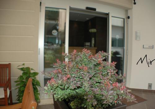 a potted plant sitting on a table in front of a door at Hotel Miramare in Pineto