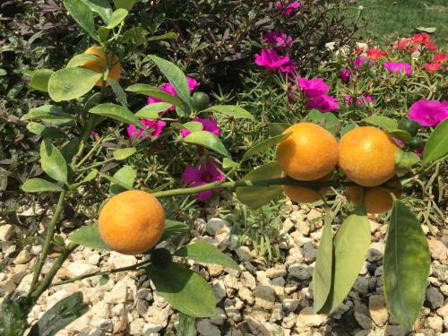 a group of oranges on a plant with flowers at BambooBeachVilla1 AC New OCEANFRONT POOL sunsetview garden kitchen SATELLITE STARLINK WI-FI in Dimiao