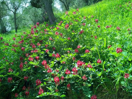 a bunch of red flowers on a green bush at La Finestra sulle Eolie in Reitano