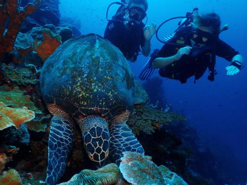 two people taking pictures of a turtle in the ocean at Araya Dive Resort Togean in Bomba