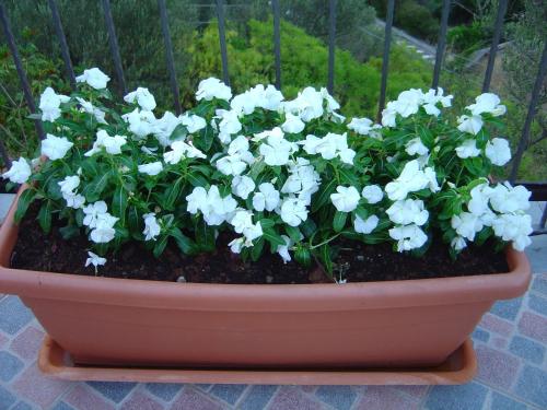 a pot filled with white flowers in a garden at La Finestra sulle Eolie in Reitano