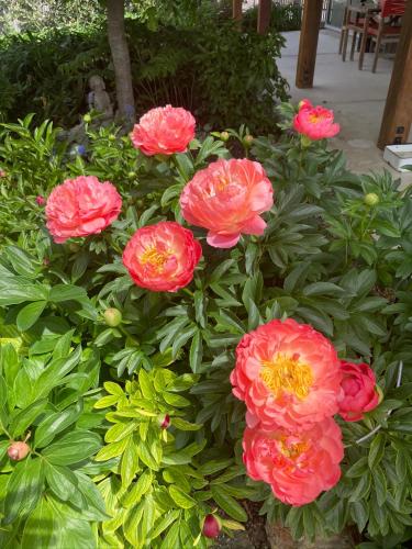 a group of pink flowers in a garden at Lookout Escape Studio, Alexandra in Alexandra