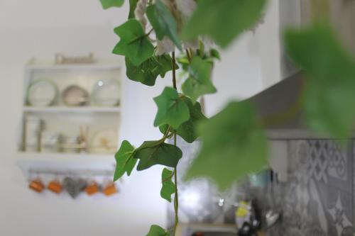 Η κουζίνα ή μικρή κουζίνα στο Alli Rotti Guest House