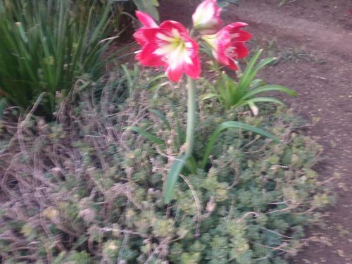 Giardino di Emma's BNB