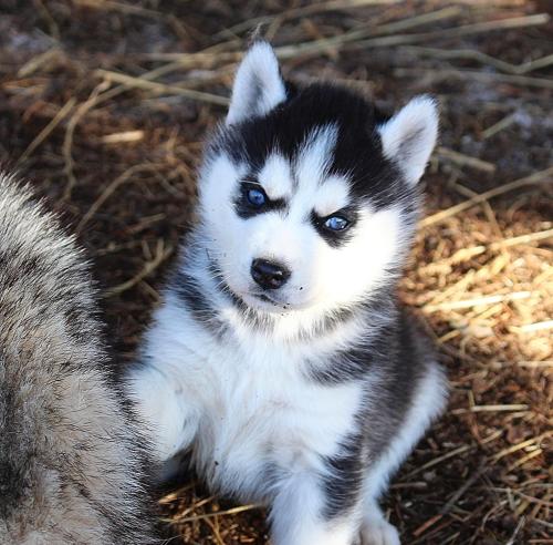 a husky puppy with blue eyes sitting on the ground at Gîte Ranch Le Serpolet in Les Angles