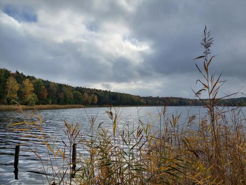 a large body of water with trees in the background at ŁAP LAS Wiktorowo in Annowo