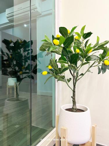 a plant in a white pot in a room at Airport Mini Hostel at Don Muang Airport in Ban Don Muang