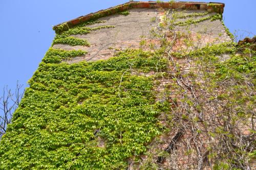 a building with green ivy on the side of it at Agriturismo Nestore in Nestore