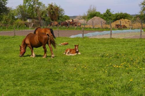 a horse and a baby horse grazing in a field at DOM GOŚCINNY PTASZARNIA - NATURA-Free PARKING in Świnoujście