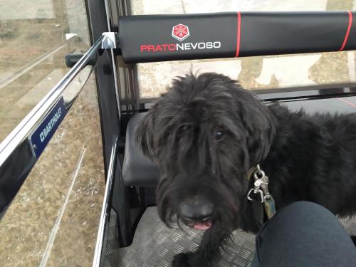 a black dog sitting in the back of a truck at Il Ciliegio di Lurisia in Lurisia
