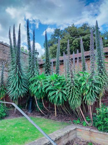 a bunch of plants in a garden next to a building at The Groveside Guest House in Sidmouth